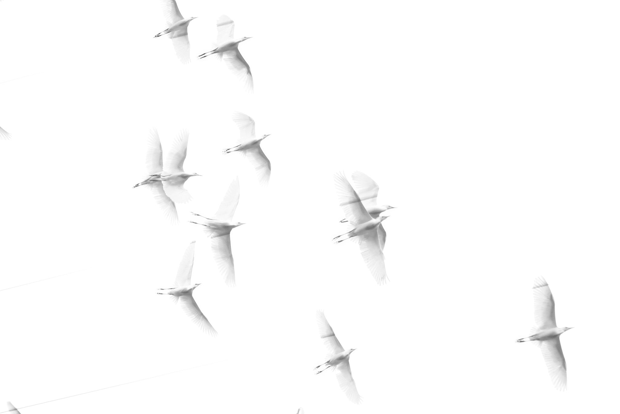 Garzas en vuelo
