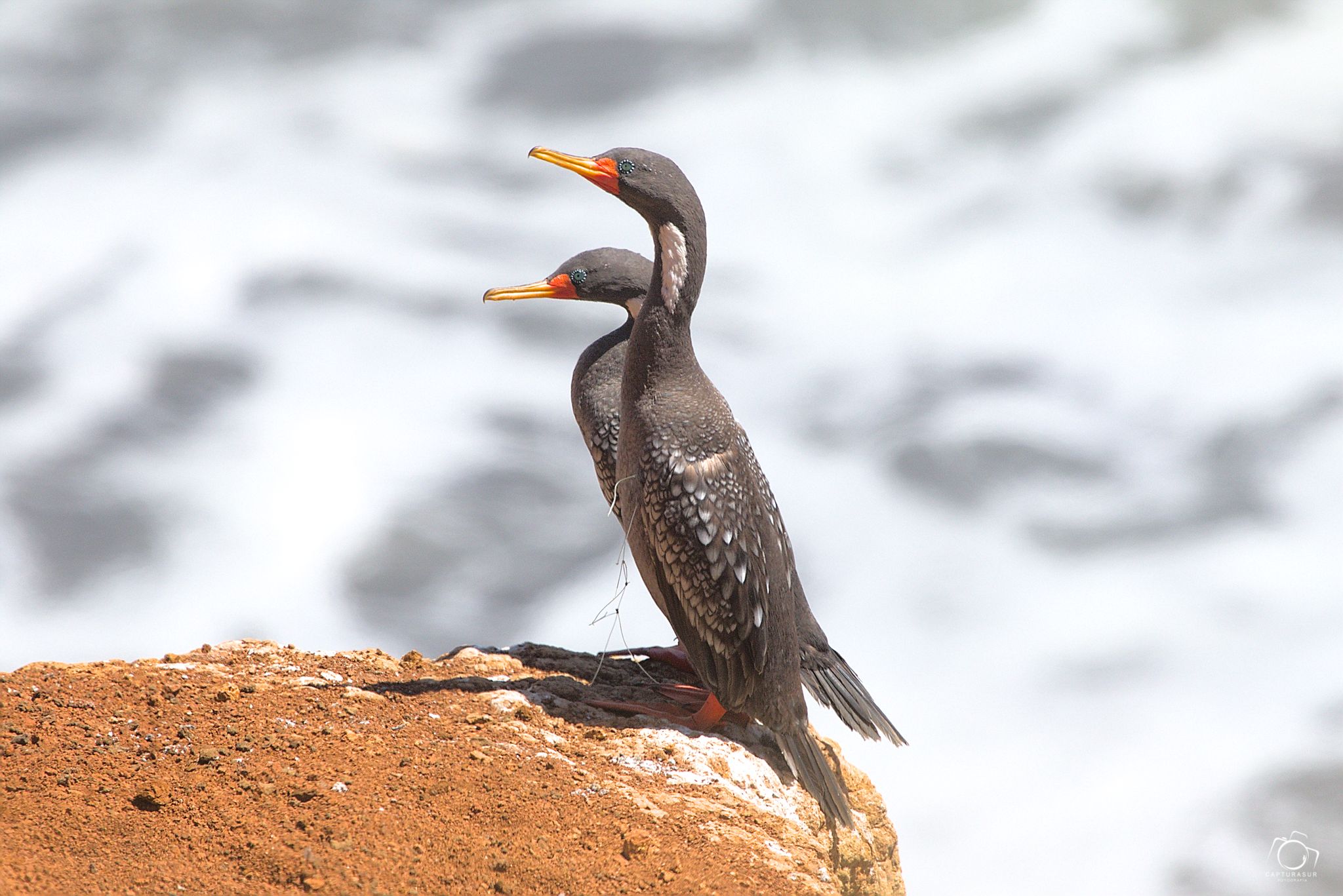 Cormorán Lile