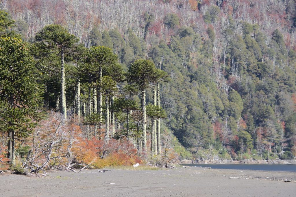Villarrica National park