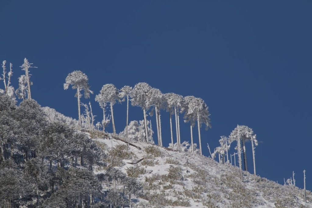 Araucarias con nieve