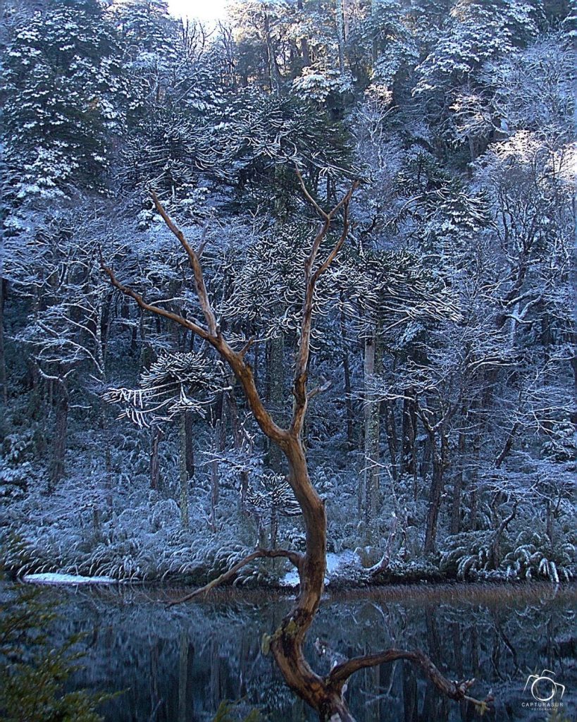 Parque Nacional Huerquehue